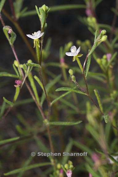 gayophytum racemosum 4 graphic